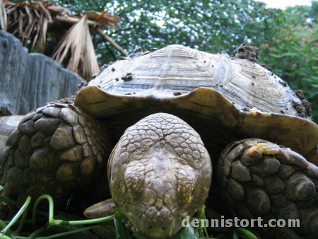 Tortoises in Avilon Zoo, Rizal Philippines